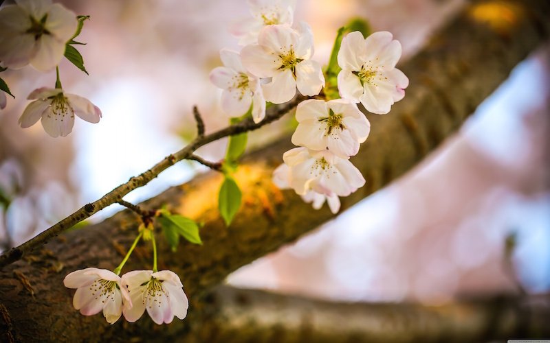 let_the_cherry_blossoms_bloom-wallpaper-5120x3200.jpg